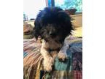 Adopt Mimsy 2 a Terrier, Poodle