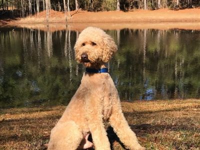 (New Litter) F1 Labradoodle Puppies For Sal- Born 1/19/20