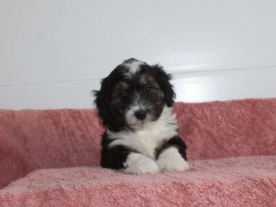 Rosie - Mini Aussiedoodle Puppy For Sale in New York