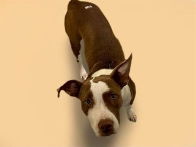 ANNA - American Pit Bull Terrier Female Puppy for Adoption