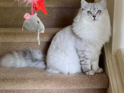 Scottish longhair straight cat