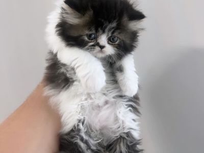 Persian kittens
