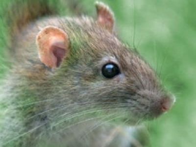 Rodent Control and Removal in Atlanta