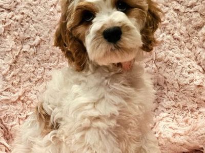 Cavapoo Puppies