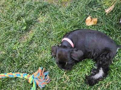 1 Male and 1 Female Miniature Schnauzer Puppies for Sale