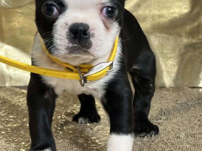 Darbin - Boston Terrier Puppy For Sale in New York