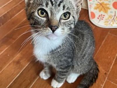 Tomas - Domestic Shorthair Male Cat for Adoption