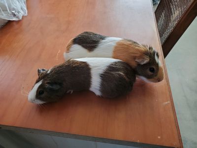 Zoomer - Guinea Pig Male for Adoption