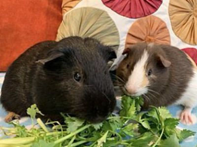 Joey & Dakota - Guinea Pig Male for Adoption