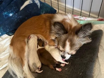 Long Haired Chihuahua Puppies