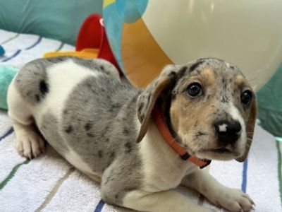 Kumquat - Treeing Walker Coonhound Mix Male Puppy for Adoption