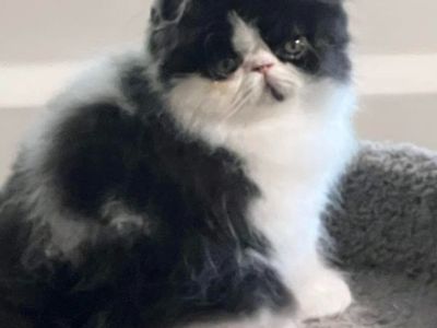 Persian male kitten