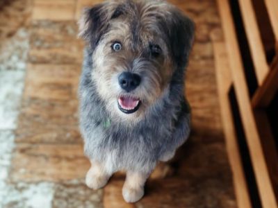 Mick - Picardy Sheepdog & Schnauzer Mix Male Dog for Adoption