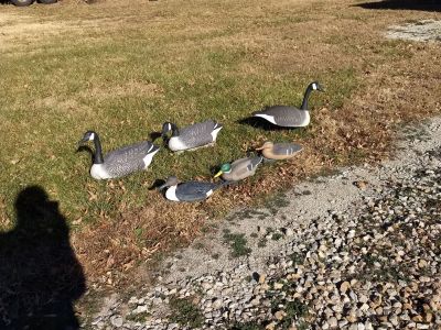 Duck and goose decoys