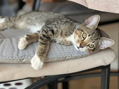 Andy - Domestic Short Hair & Tabby Mix Male Cat for Adoption