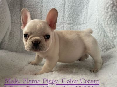 French Bulldog puppies Available Now On Sale.