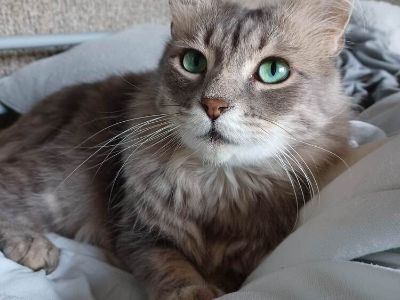 Meet Xander, a Petstablished Maine Coon Cat