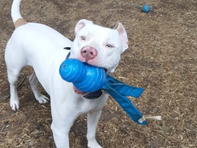 Keller - American Staffordshire Terrier Male Dog for Adoption