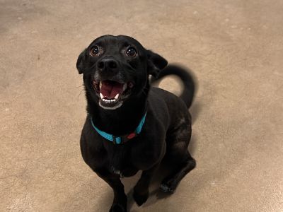 Buster 3884 - Chihuahua & Terrier Mix Male Dog for Adoption