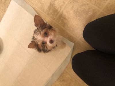 Tcup Yorkie puppy