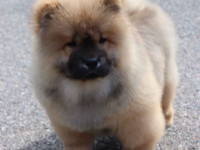 2 Male and 1 Female Chow Chow Puppies for Sale