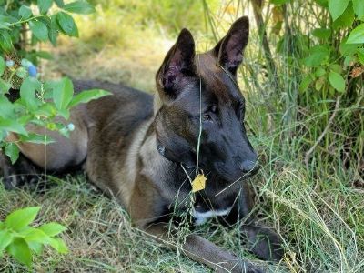 ISO Wolfdog puppy life companion