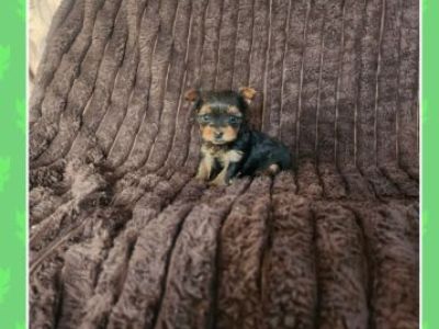 3 Registered  Yorkshire Terrier looking for a loving home