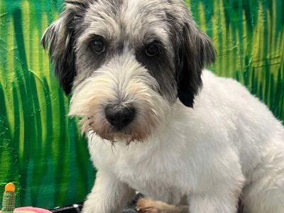 Otis - Wheaten Terrier Mix Male Dog for Adoption