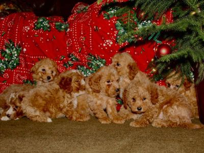 Mini Goldendoodle Puppies & Aussie/Border Collie Mix