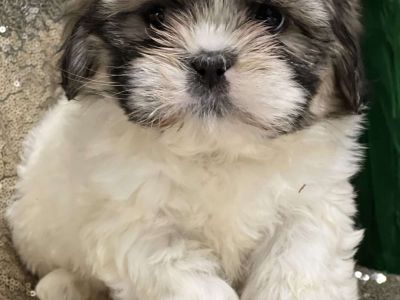 Judy - Shih Tzu Puppy For Sale in New York