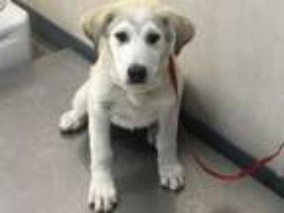 Adopt A231019 a Great Pyrenees, Mixed Breed
