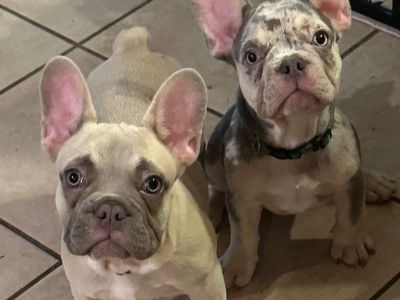 French bulldog puppies