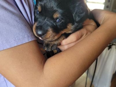 Registered Rottweiler puppies
