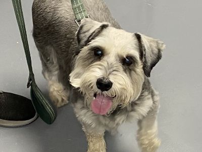 Bandit - Schnauzer Male Dog for Adoption