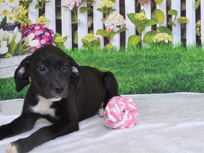 BAILEY - Labrador Retriever Mix Female Puppy for Adoption
