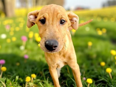 Mia - Shar-Pei & Labrador Retriever Mix Female Puppy for Adoption