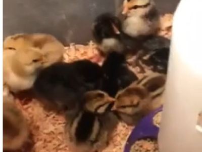 Chicks available all Wyandotte Cross