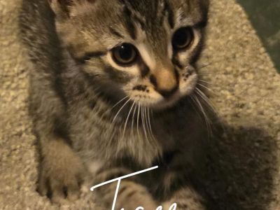 Tiger - Tabby Male Cat for Adoption