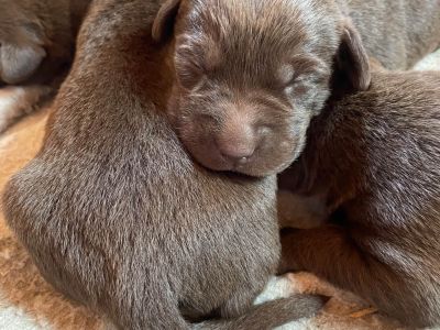 6 Male and 4 Female Labrador Retriever Puppies for Sale