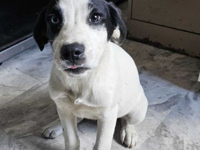 Magnolia - Mixed Breed Female Puppy for Adoption