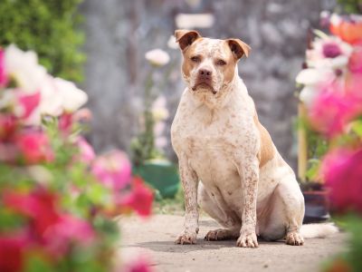 Leona - Cattle Dog & Pit Bull Terrier Mix Female Dog for Adoption