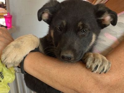 One left german shepherd puppy
