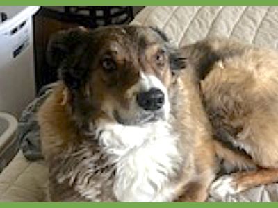 Maverick - Australian Shepherd & Shepherd Mix Male Dog for Adoption