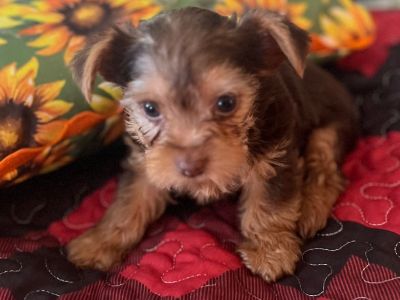 Chocolate female yorkie