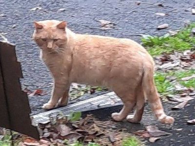 Tommy Tom-Tom - Domestic Short Hair Male Cat for Adoption