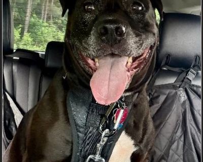 Broken hearted that I need to find a new home for my special boy Motley. He has been my companion for the past 5 years since I adopted him. I am a new Mom in a challenging situation and need to find a new home for him ASAP. I cannot give him the love and attention he deserves. He is the best human snuggler and bed warmer. He is crate trained and even puts himself to bed. Also, he can be trusted...