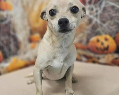 Radar - Male Puppy Chihuahua mix for Adoption