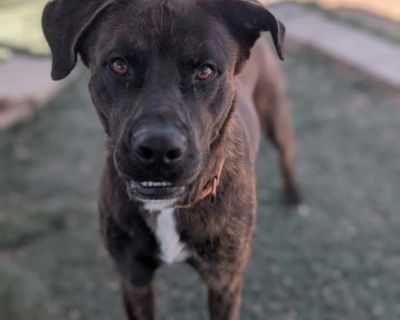 Aster - Labrador Retriever Male Dog for Adoption