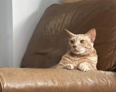 The sweetest most precious cat. Gets along decently with main cat but is having territorial issues lately. He is peeing almost everywhere have tried everything.. Good with kids Not good with dogs Not good with cats Needs experienced adopter Shots current Spayed / Neutered Housetrained Has special needs. Breed American Shorthair Color Tan or Fawn Age Adult Sex Male Pet ID 7717429 Hair Length medium