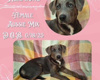 Out-of-town pets are cared for by non-local organizations who can make arrangements for the pet to be transported to your area. Learn More. Puppy Female Medium Gray / Blue / Silver , Yellow / Tan / Blond / Fawn , Brindle